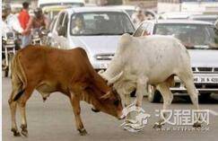 在印度牛的地位超高：牛尿都有人直接喝
