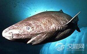 格陵兰睡鲨：需要等待等了一个世纪寻找伴侣