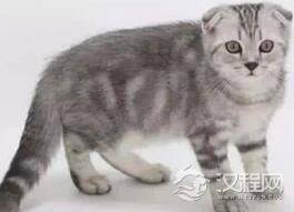世界上最贵的猫：热带草原猫价值高达十几万