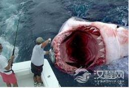 研究发现巨齿鲨导致灭亡竟是因为太挑食！
