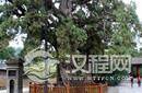 西汉开始天子陵墓前种柏树 被称作有失身份