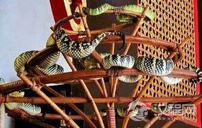 揭秘马来西亚蛇庙:到处都是毒蛇却不咬人
