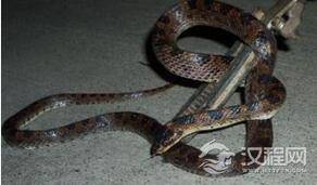 世界最大的捕蛇节:成千上万的响尾蛇被杀