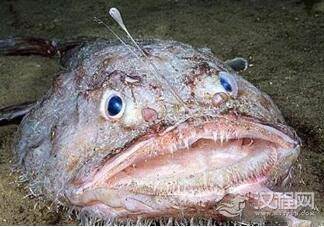世界上最丑的鱼，外型奇葩却是壮阳好药