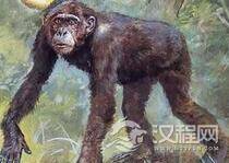 为什么古猿可以进化成人类现代的却做不到?