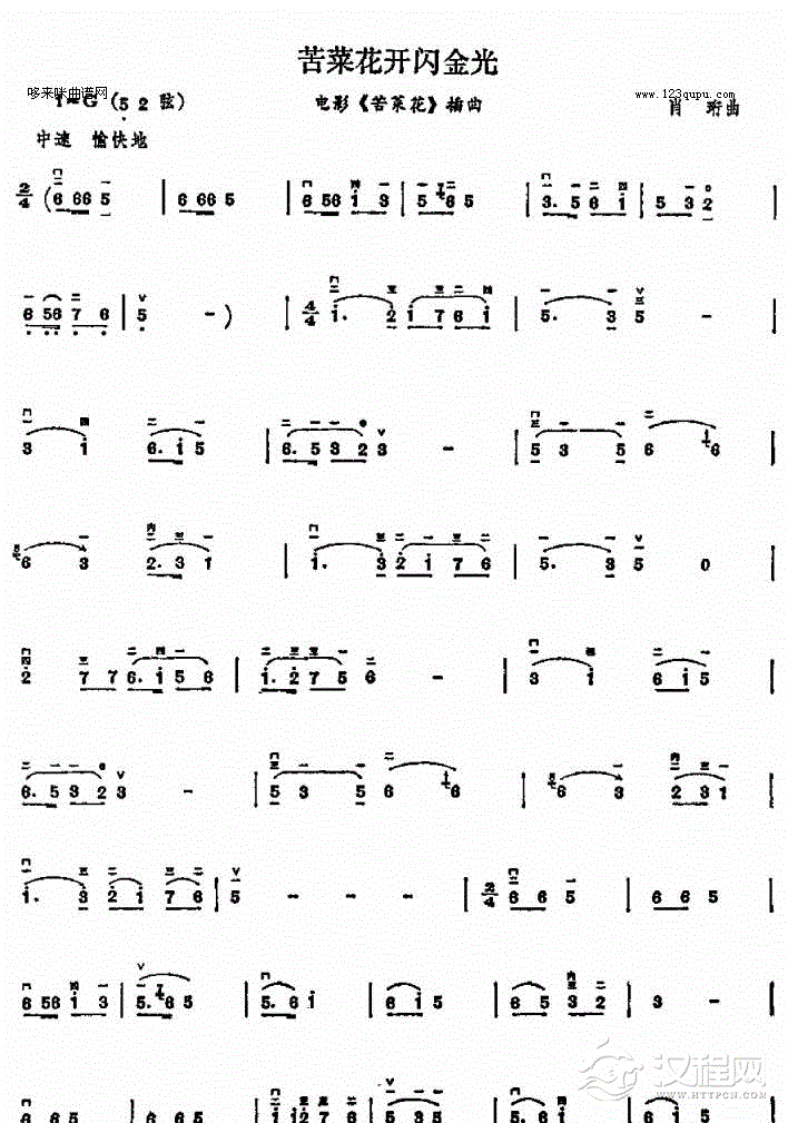 苦菜花开闪金光