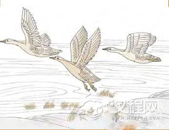 渐卦第一爻，爻辞：初六：鸿渐于干；小子厉，