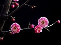 《梅花易数》作者之谜：或并非邵雍所著