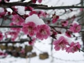 奥秘：梅花易数的起源