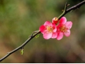 介绍介绍什么是梅花易数