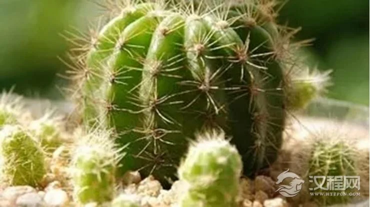 对身体健康不利的家居植物