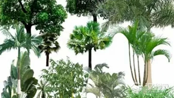 哪些植物不能随便栽种