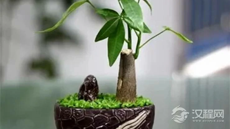 12生肖养什么植物可以旺财运