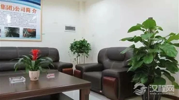 办公室里最适合养什么植物和花卉？