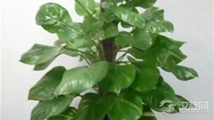 教你如何利用花草植物来催财