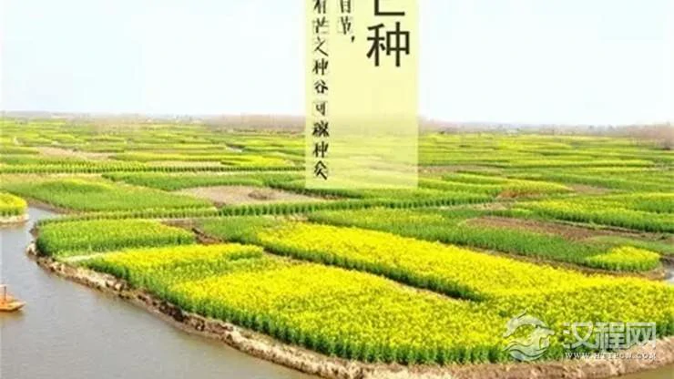 芒种为何是桃花月的开始？
