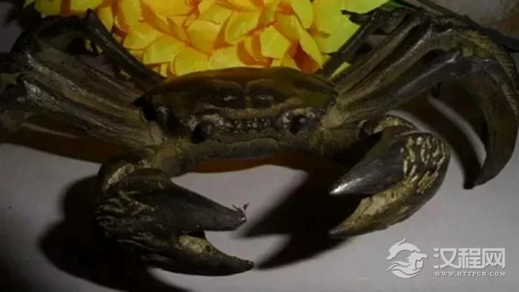 可旺横财运的风水吉祥物——螃蟹
