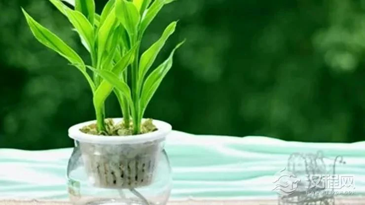 令12生肖在职场脱颖而出的植物