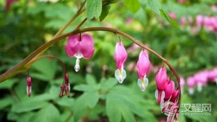 谷雨时节，怎样赏花旺婚恋？
