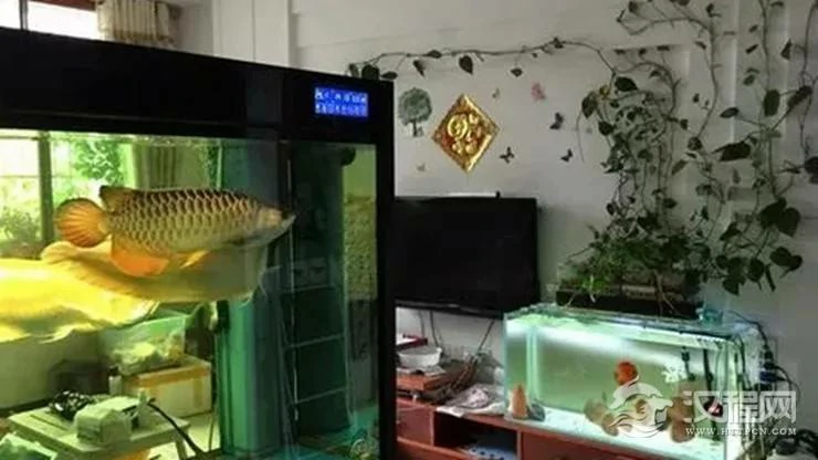 千万注意，这样养鱼会让你破财！