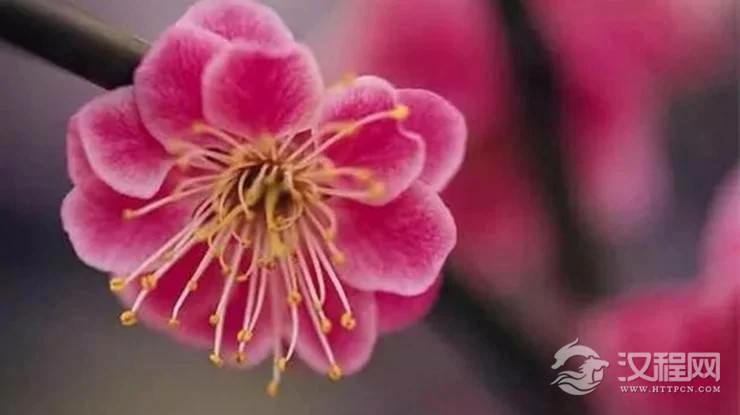 由出生日期看你命里有几朵桃花