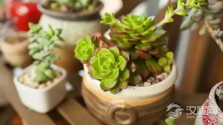 植物放在这儿，越住越富，有钱人都这样做！