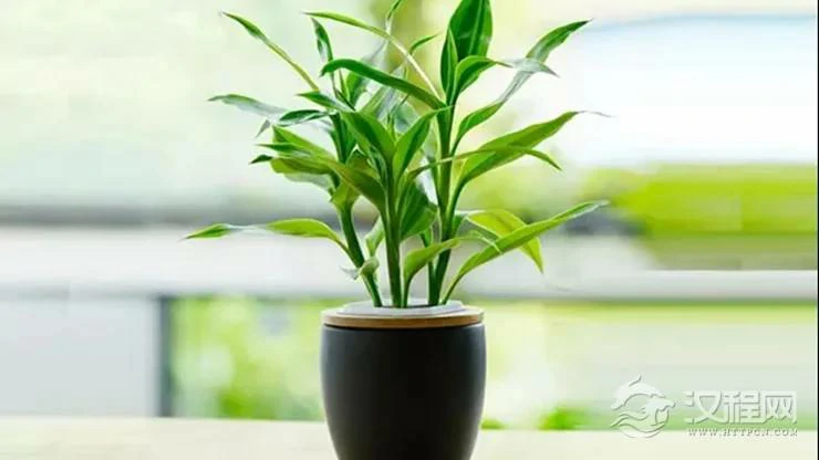 想旺财？在厨房里放这三种花试试！