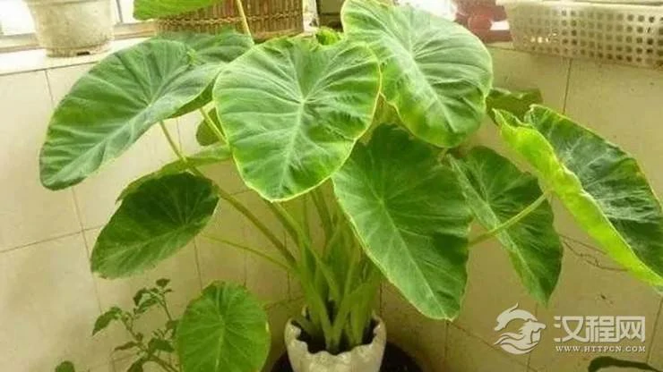 滴水观音的摆放及养植风水