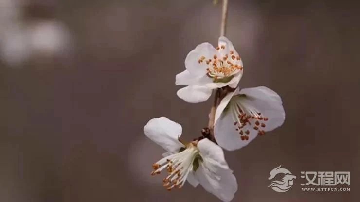 异性缘不好？从五行角度教你招桃花