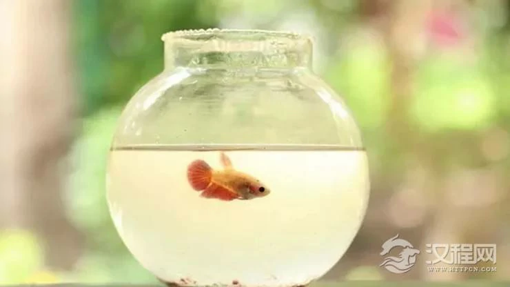 养的风水鱼死了应该怎么处理？