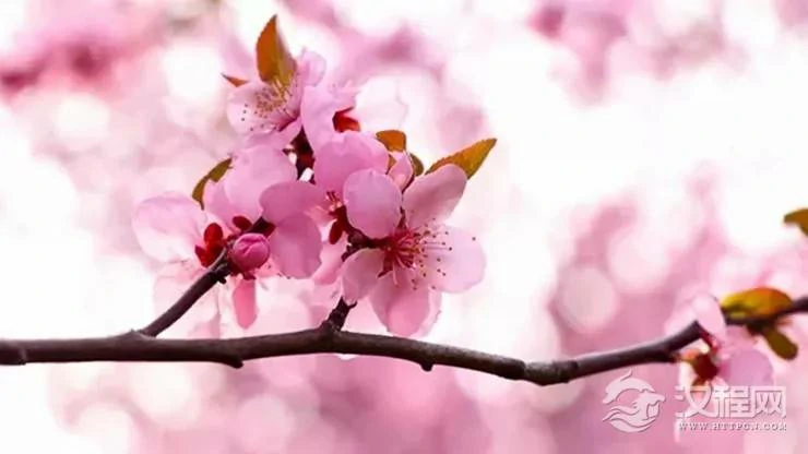 2022年，最应该精简“朋友圈”，远离“烂桃花”的生肖