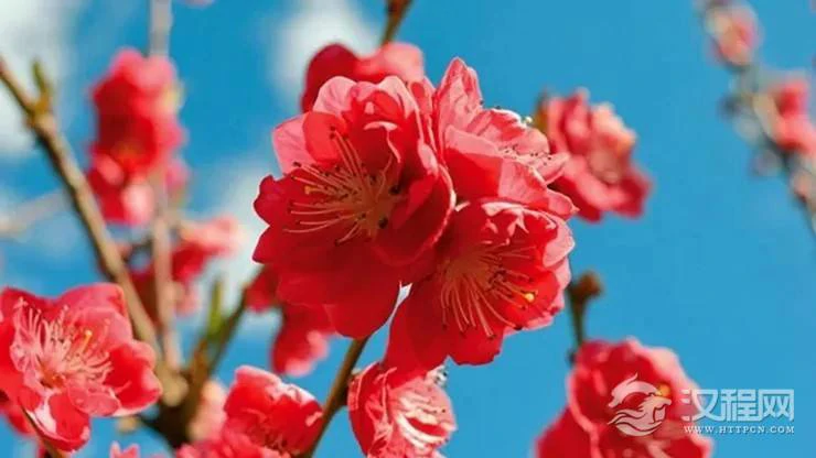 流年逢天喜有正桃花！12生肖会在哪年遇天喜？