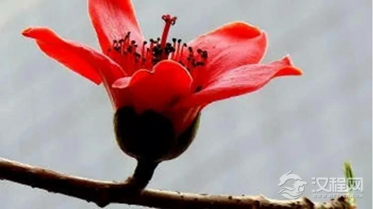 鲜花占卜事业走向