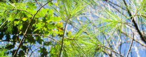 塔罗占卜：2021年你有几段真桃花