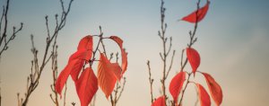 易学知识直指：中国龙脉的分布