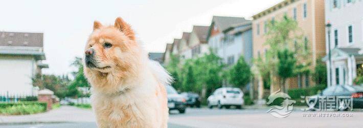 属鸡人2017年运气好不好?