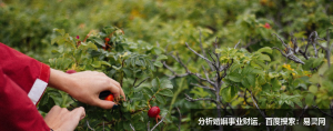 生肖属兔今年做什么生意最旺？
