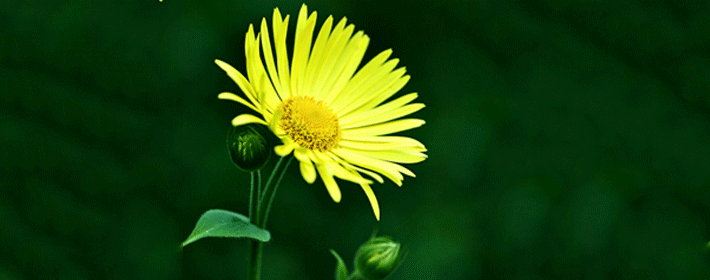 光棍节桃花最旺的5大生肖