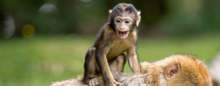 生肖牛的属相文化