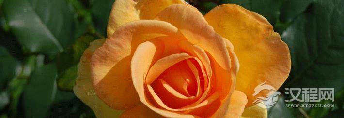 怎样从手相上看婚姻?