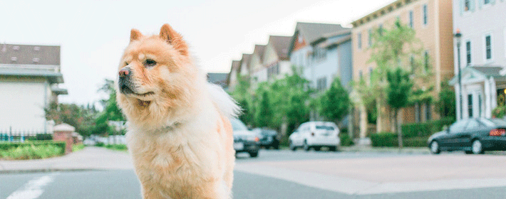 犬眼面相特征