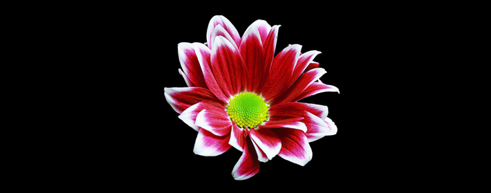 狮子男对另一半的要求是什么