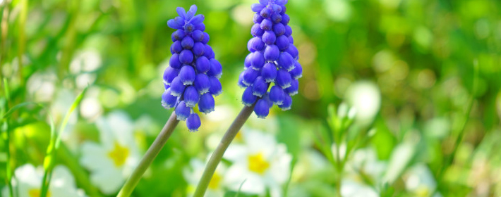 不同颜色的风信子花语是什么呢