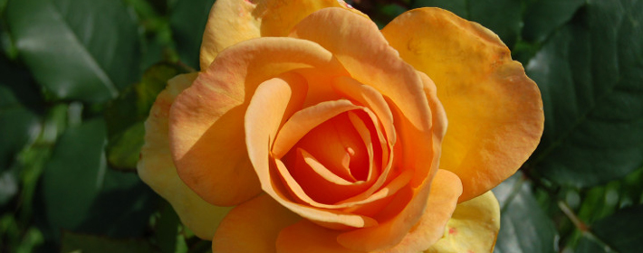 如何抓住射手座男女的心