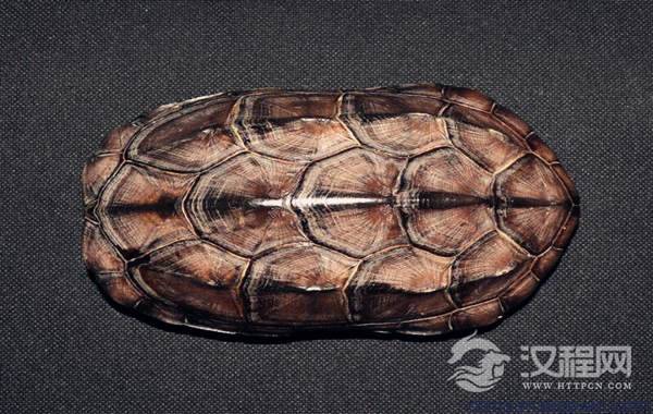 六爻暗动