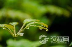 除了生肖猪，还有哪几个生肖最喜欢给人挖坑、下圈套呢？