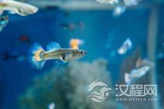 家中鱼缸摆放位置的风水禁忌有哪些？
