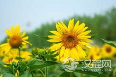 会为了工作而放弃恋爱的星座男