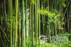 十二地支-寅木