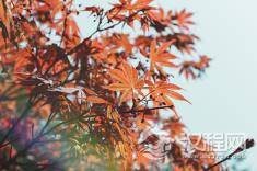 十二地支-午火